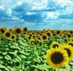 00511_sunflowers