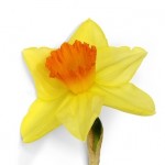 00305_daffodil
