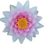 00268_waterlily2